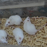 Screenshot 2025-03-12 at 3.53.26 AM 1